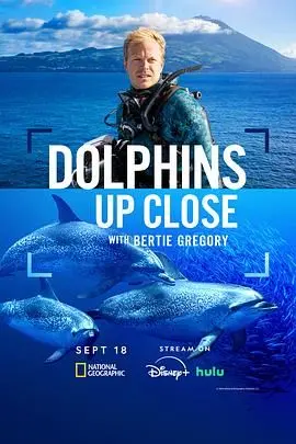 摄影师贝尔蒂与海豚零距离：大海冒险的奇妙旅程和自然摄影的魅力